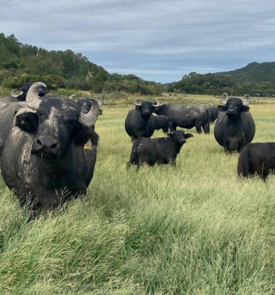 Bubalinos fazenda em Itapu Arquivo pessoal Desire Mller Otimizando a Bovinocultura Brasileira - Melhorando a Eficiência dos Sistemas de Pastagem