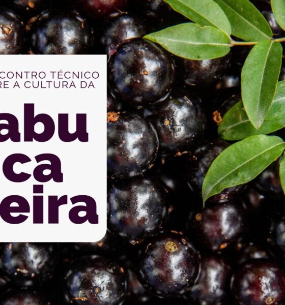 Emater realiza 2o Encontro Tecnico sobre a cultura da jabuticabeira em Hidrolandia e1692197616535 A Temporada de Jabuticaba em Hidrolândia - Um Olhar Técnico