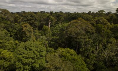 pagina6 belterra divulgacao Recuperação Florestal - Uma Economia Verde de Benefícios Incontáveis