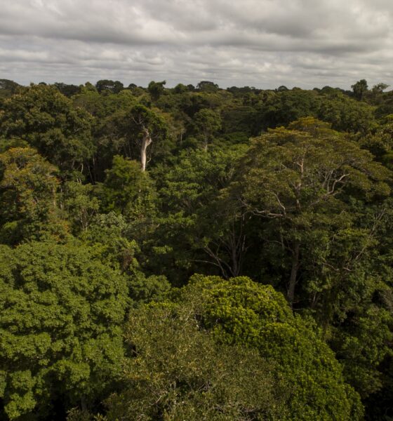 pagina6 belterra divulgacao Recuperação Florestal - Uma Economia Verde de Benefícios Incontáveis