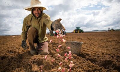 trabalhador rural foto wenderson araujo cna O Crescimento do Setor Agropecuário Brasileiro no Primeiro Trimestre de 2023