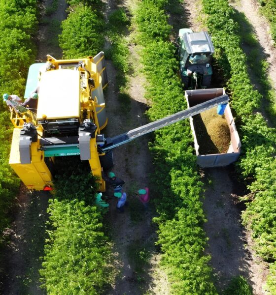 Por Que Sua Colheita de Café Está em Risco? Entenda o Alerta que Move o Agronegócio Capixaba 2 Por Que Sua Colheita de Caf Est em Risco Entenda o Alerta que Move o Agroneg cio Capixaba Por Que Sua Colheita de Café Está em Risco? Entenda o Alerta que Move o Agronegócio Capixaba