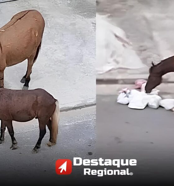 Cavalos Comendo Lixo em Santana de Parnaíba: O Que Essa Cena Revela Sobre Nossa Sociedade? 2 Cavalos Comendo Lixo em Santana de Parna ba O Que Essa Cena Revela Sobre Nossa Sociedade Cavalos Comendo Lixo em Santana de Parnaíba: O Que Essa Cena Revela Sobre Nossa Sociedade?
