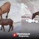 Cavalos Comendo Lixo em Santana de Parna ba O Que Essa Cena Revela Sobre Nossa Sociedade Cavalos Comendo Lixo em Santana de Parnaíba: O Que Essa Cena Revela Sobre Nossa Sociedade?