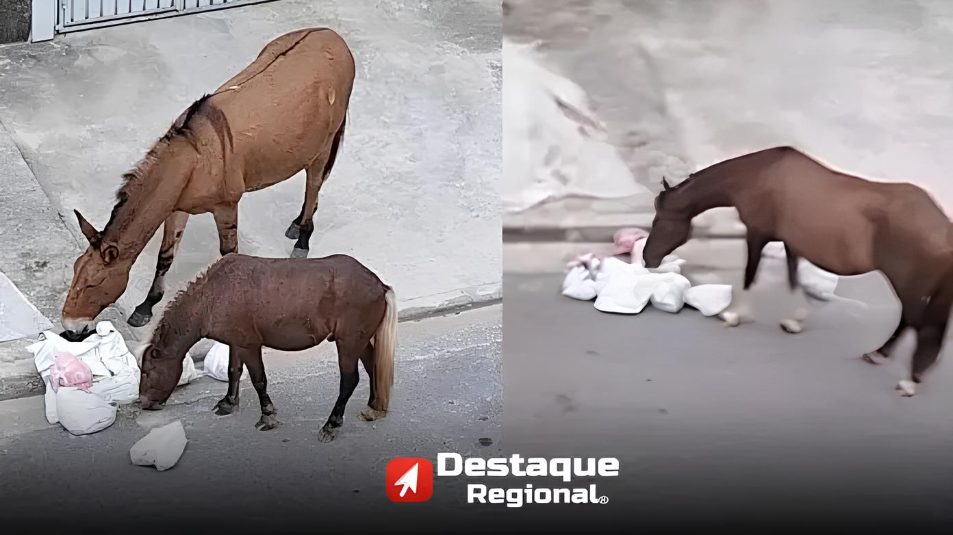 Cavalos Comendo Lixo em Santana de Parnaíba: O Que Essa Cena Revela Sobre Nossa Sociedade? 1 Cavalos Comendo Lixo em Santana de Parnaíba: O Que Essa Cena Revela Sobre Nossa Sociedade?