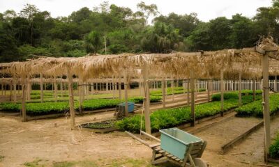 Como a Bioeconomia Pode Salvar a Amaz nia Um Novo Cap tulo para o Futuro da Floresta Como a Bioeconomia Pode Salvar a Amazônia: Um Novo Capítulo para o Futuro da Floresta