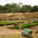 Como a Bioeconomia Pode Salvar a Amaz nia Um Novo Cap tulo para o Futuro da Floresta Como a Bioeconomia Pode Salvar a Amazônia: Um Novo Capítulo para o Futuro da Floresta