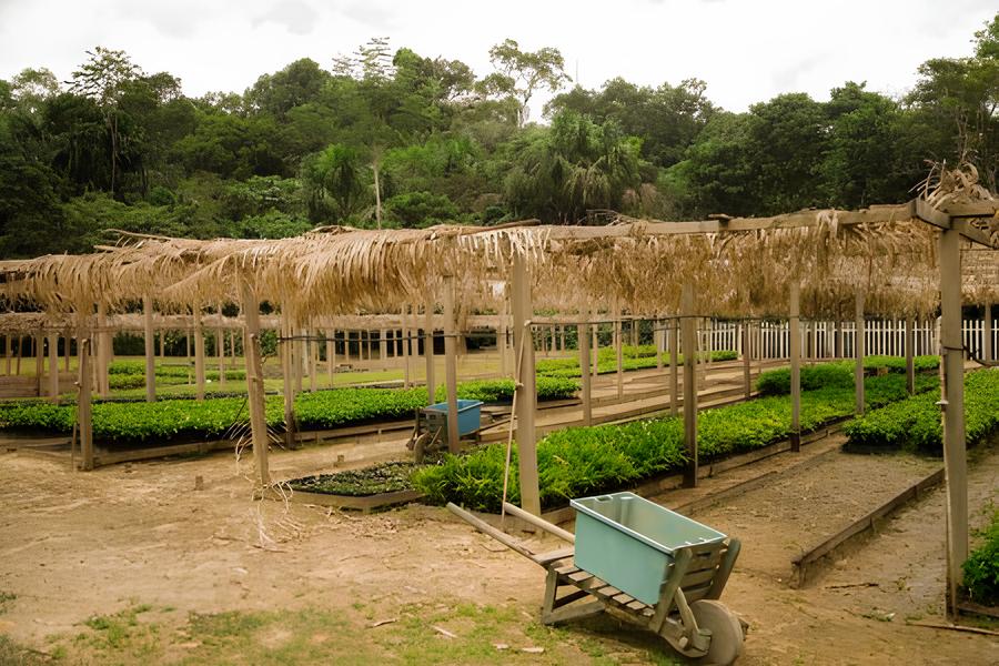 Como a Bioeconomia Pode Salvar a Amazônia: Um Novo Capítulo para o Futuro da Floresta 1 Como a Bioeconomia Pode Salvar a Amaz nia Um Novo Cap tulo para o Futuro da Floresta Como a Bioeconomia Pode Salvar a Amazônia: Um Novo Capítulo para o Futuro da Floresta