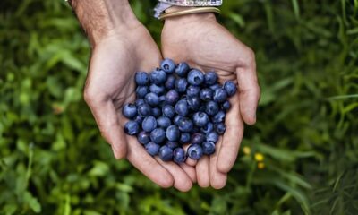 Como as Cooperativas Agr colas Podem Salvar Portugal de uma Hecatombe no Setor Rural Como as Cooperativas Agrícolas Podem Salvar Portugal de uma Hecatombe no Setor Rural