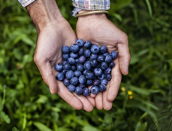 Como as Cooperativas Agrícolas Podem Salvar Portugal de uma Hecatombe no Setor Rural 2 Como as Cooperativas Agr colas Podem Salvar Portugal de uma Hecatombe no Setor Rural Como as Cooperativas Agrícolas Podem Salvar Portugal de uma Hecatombe no Setor Rural
