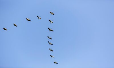 Esp rito Santo Contra o Tempo A Batalha Silenciosa Pela Avicultura e Sa de P blica Frente Influenza Avi ria Espírito Santo Contra o Tempo: A Batalha Silenciosa Pela Avicultura e Saúde Pública Frente à Influenza Aviária
