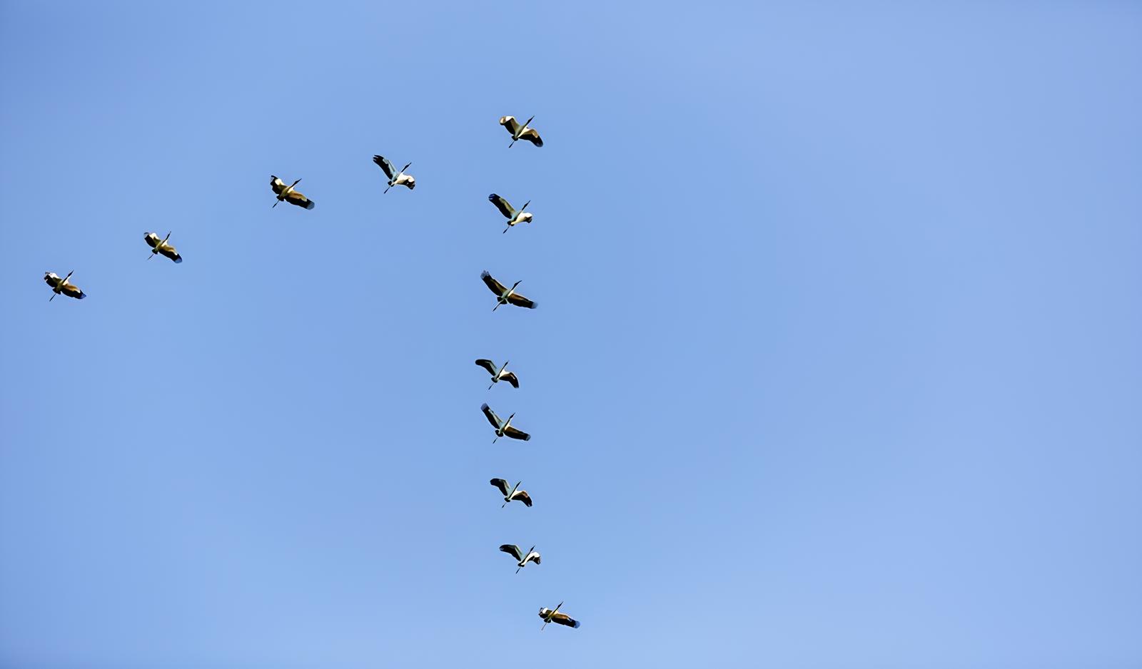 Espírito Santo Contra o Tempo: A Batalha Silenciosa Pela Avicultura e Saúde Pública Frente à Influenza Aviária 1 Esp rito Santo Contra o Tempo A Batalha Silenciosa Pela Avicultura e Sa de P blica Frente Influenza Avi ria Espírito Santo Contra o Tempo: A Batalha Silenciosa Pela Avicultura e Saúde Pública Frente à Influenza Aviária