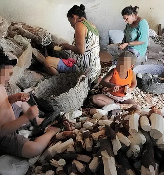 O Grito Silencioso das Crianças: Como o Paraná Está Combatendo o Trabalho Infantil em 2025 2 O Grito Silencioso das Crian as Como o Paran Est Combatendo o Trabalho Infantil em 2025 O Grito Silencioso das Crianças: Como o Paraná Está Combatendo o Trabalho Infantil em 2025