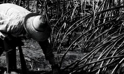 Resgate na Zona Rural Como Fiscais do MTE Salvaram um Idoso de Condi es An logas Escravid o no Sul do Pa s Resgate na Zona Rural: Como Fiscais do MTE Salvaram um Idoso de Condições Análogas à Escravidão no Sul do País