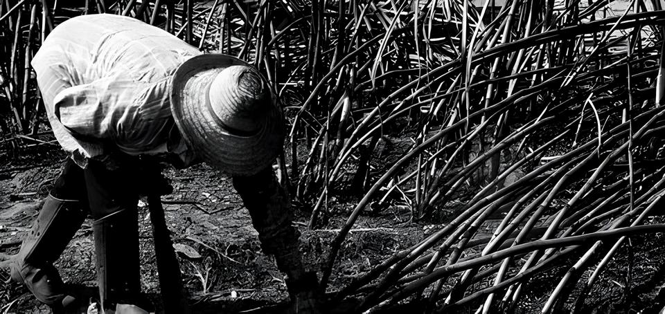 Resgate na Zona Rural Como Fiscais do MTE Salvaram um Idoso de Condi es An logas Escravid o no Sul do Pa s Resgate na Zona Rural: Como Fiscais do MTE Salvaram um Idoso de Condições Análogas à Escravidão no Sul do País