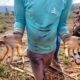 MG O Dia em que um C o um Caminhoneiro e um Resgate Mudaram a Hist ria de Vidas Destaques do Di rio do Estado 01 06 2025 MG: O Dia em que um Cão, um Caminhoneiro e um Resgate Mudaram a História de Vidas – Destaques do Diário do Estado 01/06/2025