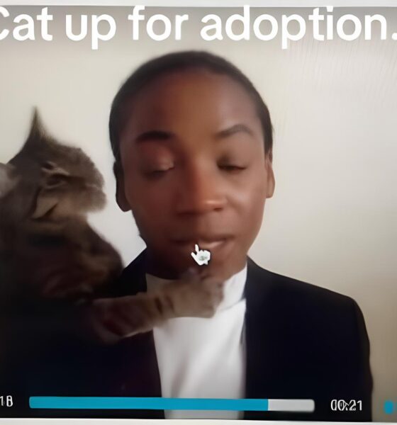 O Dia em que um Gato Roubou o Holofote: Como uma Entrevista de Emprego Viralizou no TikTok e Fez a Internet Refletir sobre Trabalho, Tecnologia e Espontaneidade 2 O Dia em que um Gato Roubou o Holofote Como uma Entrevista de Emprego Viralizou no TikTok e Fez a Internet Refletir sobre Trabalho Tecnologia e Espontaneidade O Dia em que um Gato Roubou o Holofote: Como uma Entrevista de Emprego Viralizou no TikTok e Fez a Internet Refletir sobre Trabalho, Tecnologia e Espontaneidade