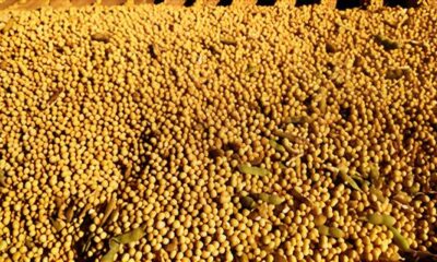 O Futuro Verde do Brasil Como o Agro Resiste e Emprega Mesmo em Tempos de Crise O Futuro Verde do Brasil: Como o Agro Resiste e Emprega Mesmo em Tempos de Crise