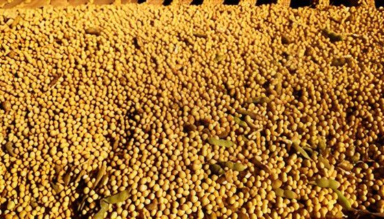 O Futuro Verde do Brasil Como o Agro Resiste e Emprega Mesmo em Tempos de Crise O Futuro Verde do Brasil: Como o Agro Resiste e Emprega Mesmo em Tempos de Crise