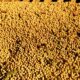 O Futuro Verde do Brasil Como o Agro Resiste e Emprega Mesmo em Tempos de Crise O Futuro Verde do Brasil: Como o Agro Resiste e Emprega Mesmo em Tempos de Crise
