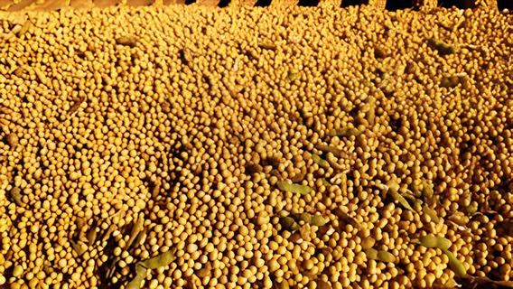 O Futuro Verde do Brasil Como o Agro Resiste e Emprega Mesmo em Tempos de Crise O Futuro Verde do Brasil: Como o Agro Resiste e Emprega Mesmo em Tempos de Crise