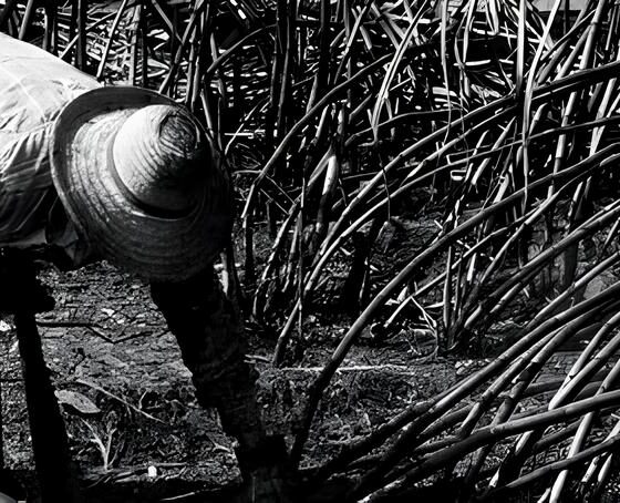 Quando o Frio Aperta e as Mãos Trabalham em Silêncio: A Realidade Crua do Trabalho Escravo em Mato Grosso do Sul 2 Quando o Frio Aperta e as M os Trabalham em Sil ncio A Realidade Crua do Trabalho Escravo em Mato Grosso do Sul Quando o Frio Aperta e as Mãos Trabalham em Silêncio: A Realidade Crua do Trabalho Escravo em Mato Grosso do Sul