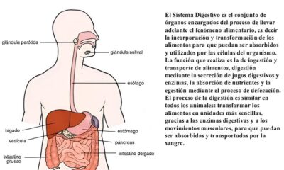 Segunda Chance Como MS Est Redefinindo o Futuro dos Egressos do Sistema Prisional Segunda Chance: Como MS Está Redefinindo o Futuro dos Egressos do Sistema Prisional