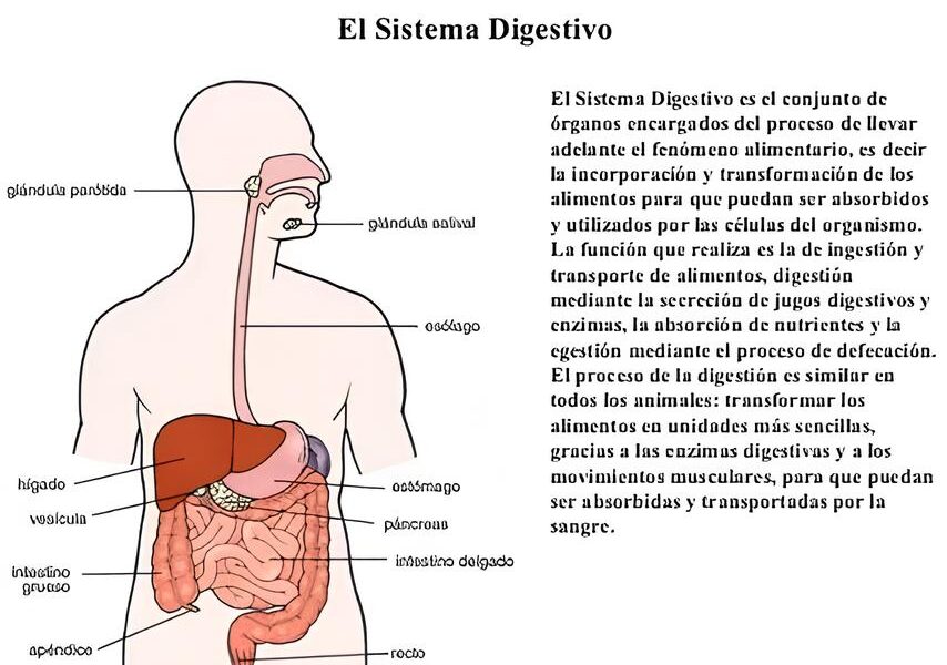Segunda Chance Como MS Est Redefinindo o Futuro dos Egressos do Sistema Prisional Segunda Chance: Como MS Está Redefinindo o Futuro dos Egressos do Sistema Prisional