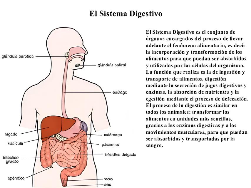 Segunda Chance Como MS Est Redefinindo o Futuro dos Egressos do Sistema Prisional Segunda Chance: Como MS Está Redefinindo o Futuro dos Egressos do Sistema Prisional