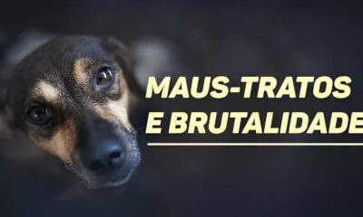A Verdade Sombria Atr s de 11 C es em Maus Tratos Justi a e Consci ncia no Cora o do Brasil A Verdade Sombria Atrás de 11 Cães em Maus-Tratos: Justiça e Consciência no Coração do Brasil
