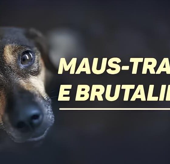 A Verdade Sombria Atrás de 11 Cães em Maus-Tratos: Justiça e Consciência no Coração do Brasil 2 A Verdade Sombria Atr s de 11 C es em Maus Tratos Justi a e Consci ncia no Cora o do Brasil A Verdade Sombria Atrás de 11 Cães em Maus-Tratos: Justiça e Consciência no Coração do Brasil