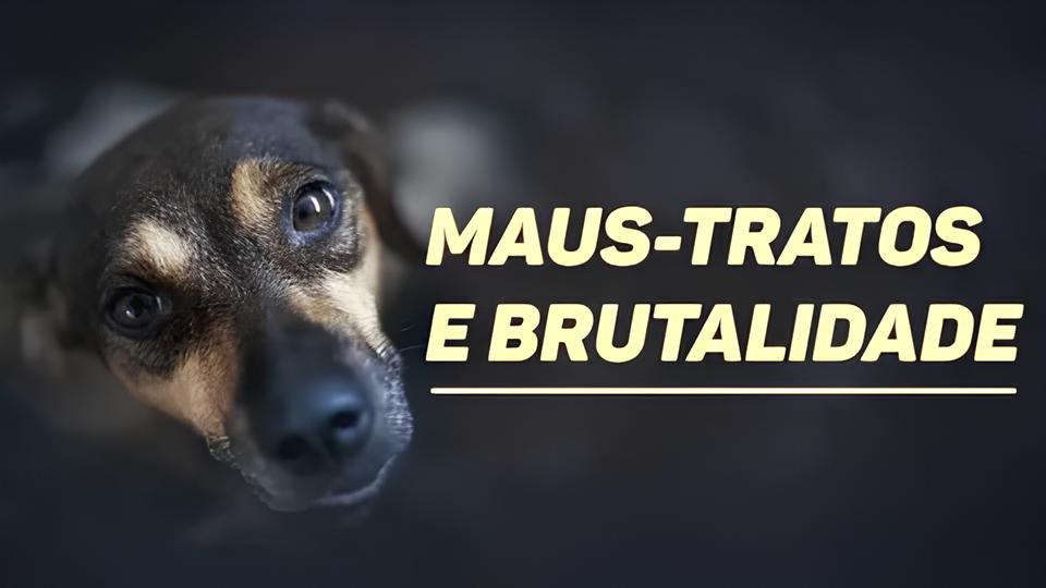 A Verdade Sombria Atr s de 11 C es em Maus Tratos Justi a e Consci ncia no Cora o do Brasil A Verdade Sombria Atrás de 11 Cães em Maus-Tratos: Justiça e Consciência no Coração do Brasil