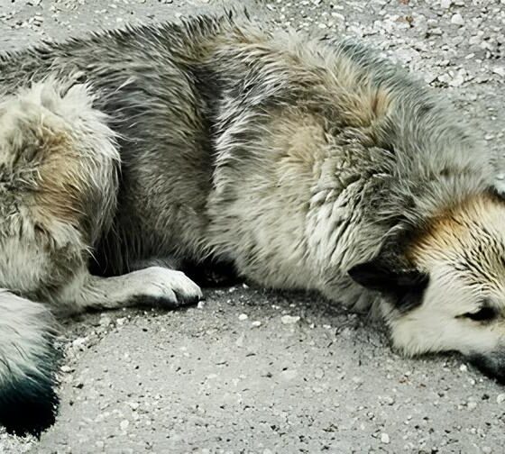 Abandono Silencioso: A Luta de Uma Moradora de Ponta Grossa para Salvar Dois Filhotes Condenados à Solidão 2 Abandono Silencioso A Luta de Uma Moradora de Ponta Grossa para Salvar Dois Filhotes Condenados Solid o Abandono Silencioso: A Luta de Uma Moradora de Ponta Grossa para Salvar Dois Filhotes Condenados à Solidão