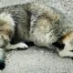 Abandono Silencioso A Luta de Uma Moradora de Ponta Grossa para Salvar Dois Filhotes Condenados Solid o Abandono Silencioso: A Luta de Uma Moradora de Ponta Grossa para Salvar Dois Filhotes Condenados à Solidão