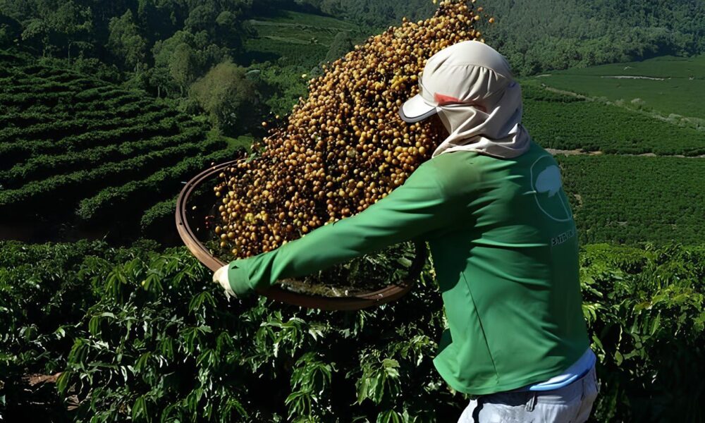O Dia em que o Caf Virou Ouro Entenda Por Que os Pre os Dispararam e Como Isso Afeta Voc O Dia em que o Café Virou Ouro: Entenda Por Que os Preços Dispararam e Como Isso Afeta Você